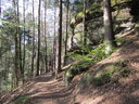 Forêt