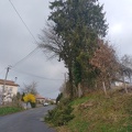 Elagage des arbres rue de Châtillon par l'entreprise Dieudonné